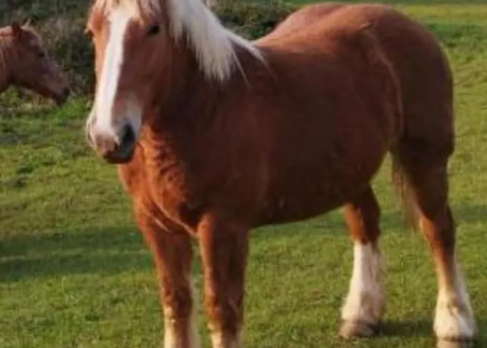 Glamping Quintana Luxury tent